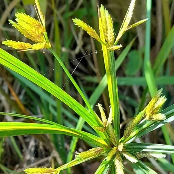 Cyperus imbricatus Ffrwyth