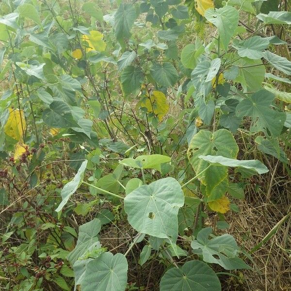 Abutilon exstipulare Lehti