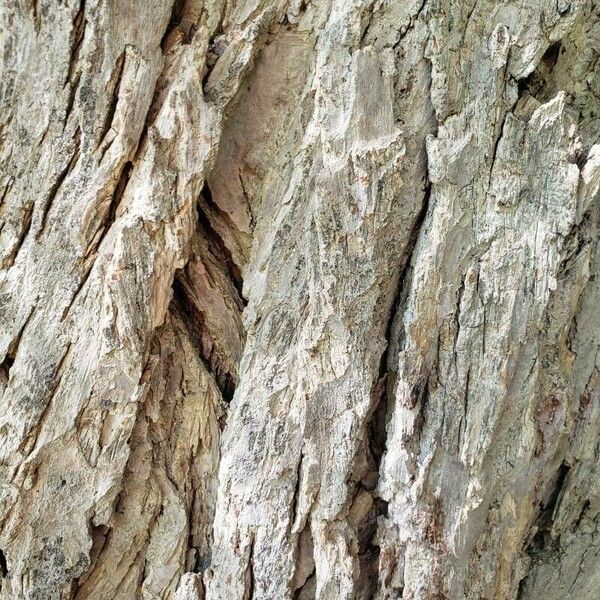 Cercidiphyllum japonicum Bark