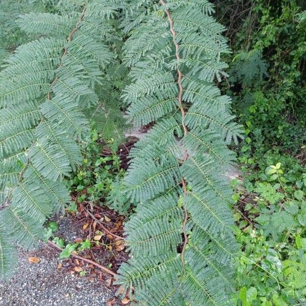 Acacia dealbata Blatt