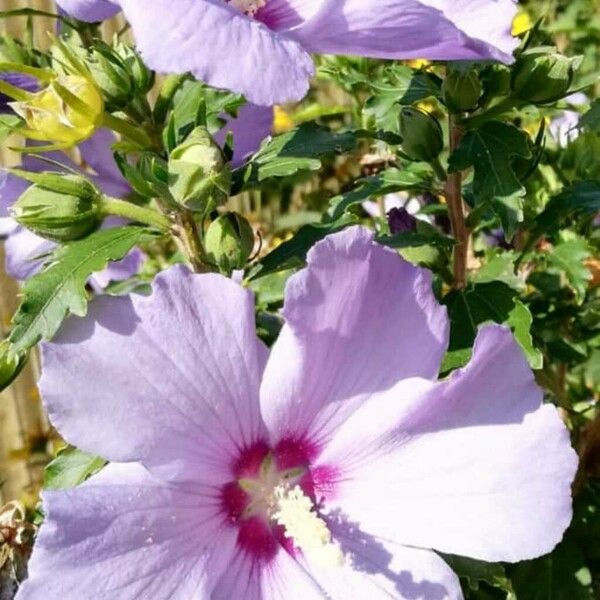 Hibiscus syriacus Blomma