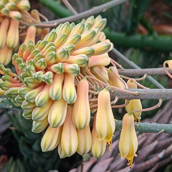 Aloe dawei Flower