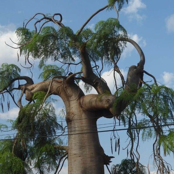 Moringa drouhardii خشب