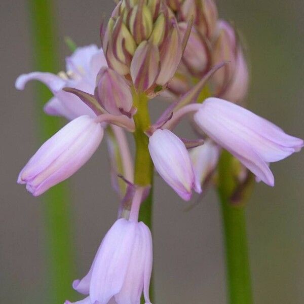 Hyacinthoides hispanica Квітка