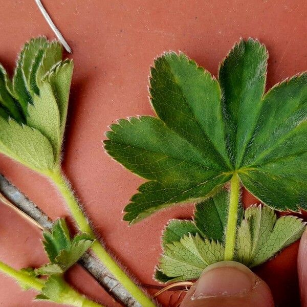 Alchemilla monticola Frunză