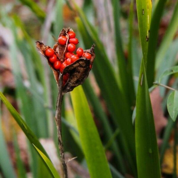 Iris foetidissima Frutto