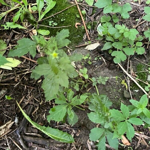 Geum aleppicum पत्ता