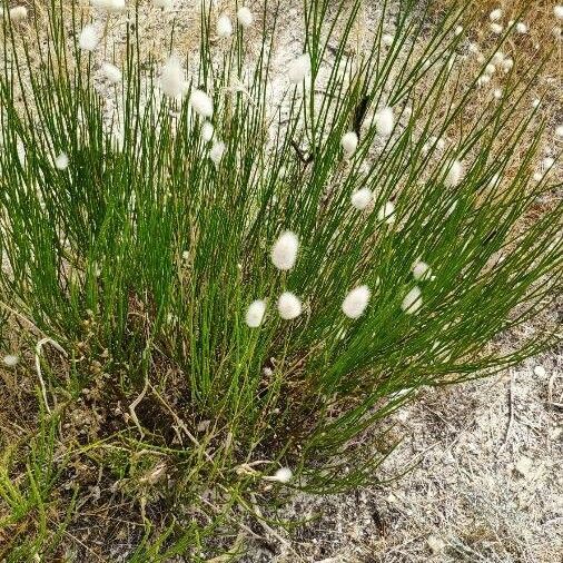 Lagurus ovatus Lorea