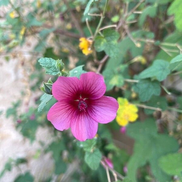 Lavatera bryoniifolia Fiore