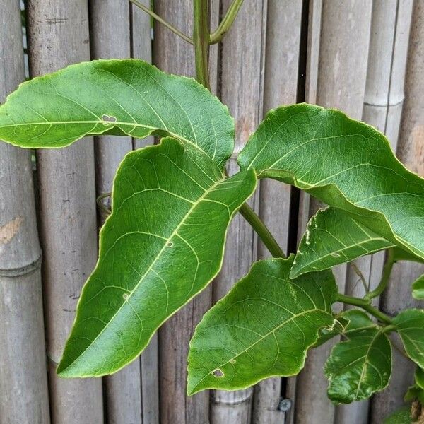 Passiflora edulis Лист