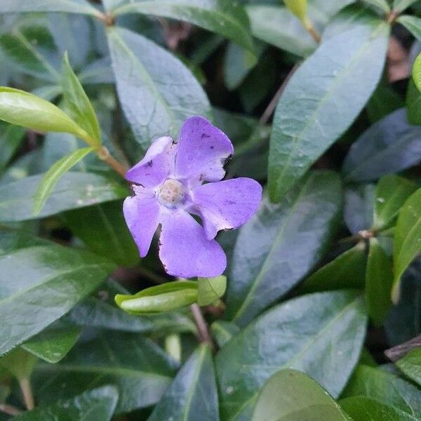 Vinca minor Blomma