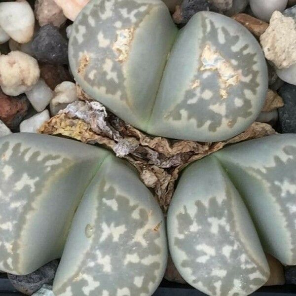 Lithops divergens Leaf