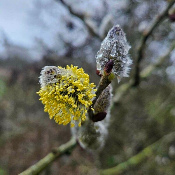 Salix atrocinerea Flower