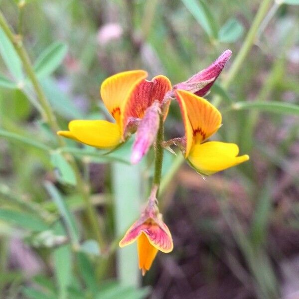 Crotalaria pumila Flor