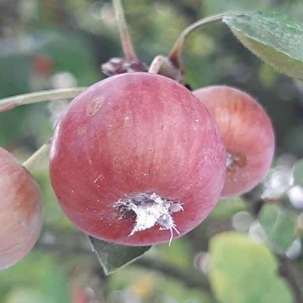 Malus sylvestris Fruit