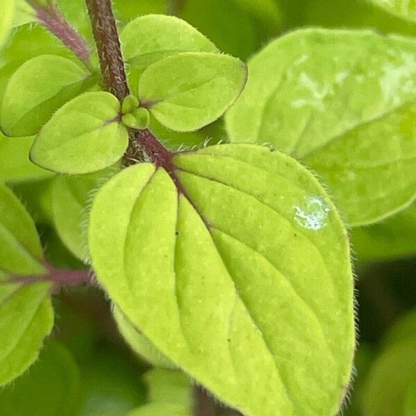 Origanum vulgare Лист