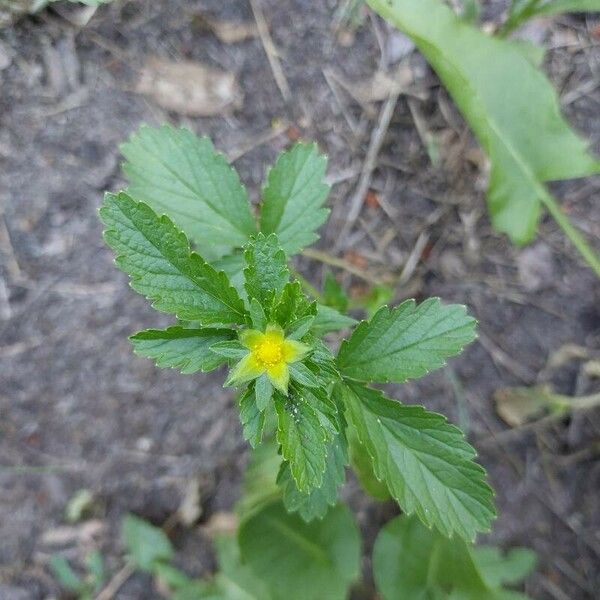 Potentilla norvegica 花