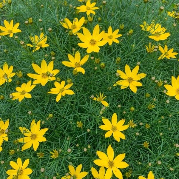 Coreopsis verticillata Flower