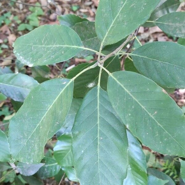 Quercus glauca Blad