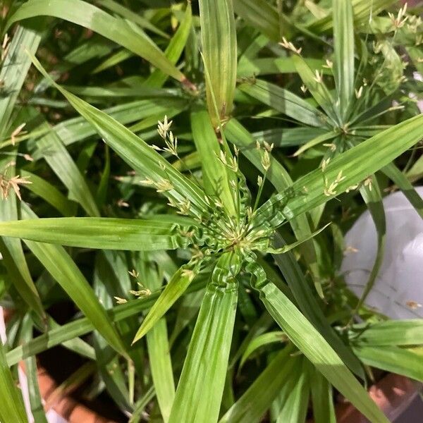 Cyperus diffusus पत्ता