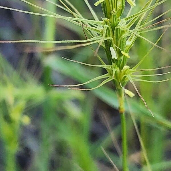 Aegilops neglecta 花