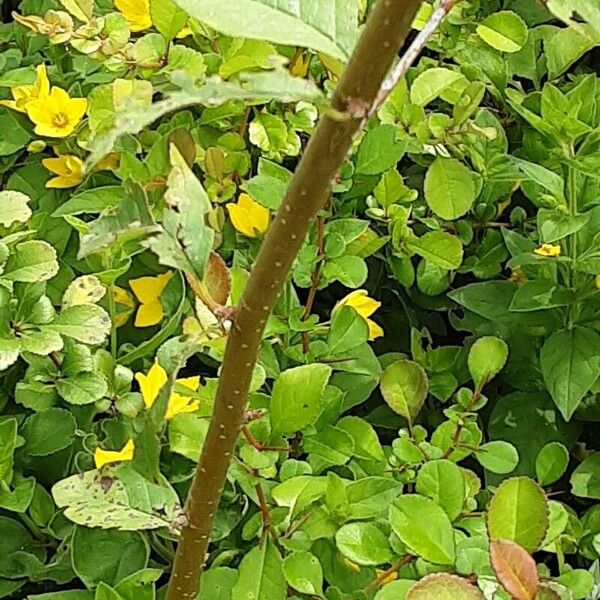 Cotoneaster integerrimus Bark