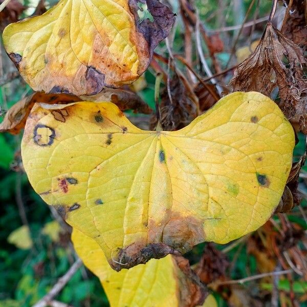 Dioscorea communis List