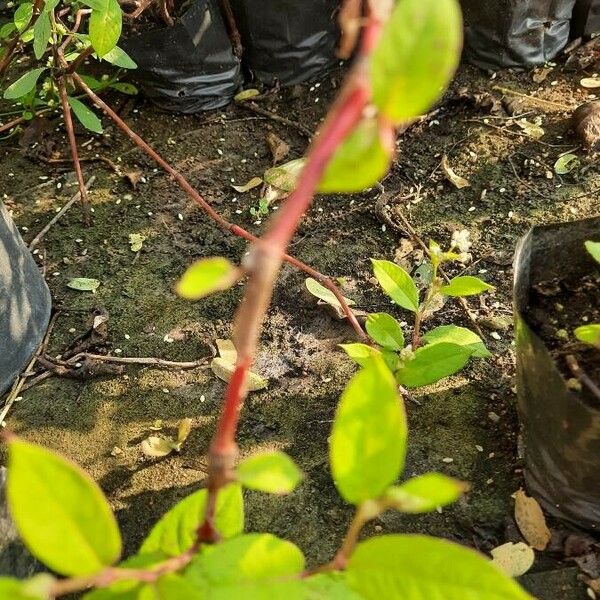 Persicaria chinensis Casca