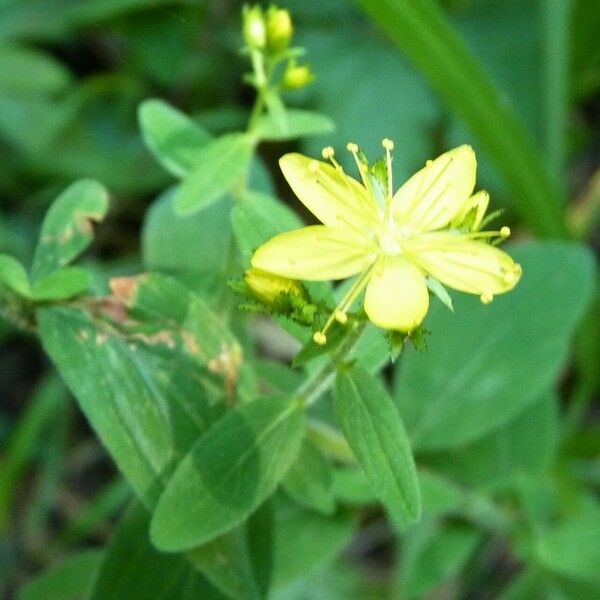 Hypericum hirsutum Квітка