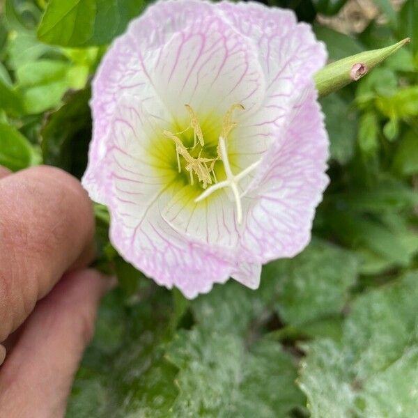 Oenothera speciosa Çiçek