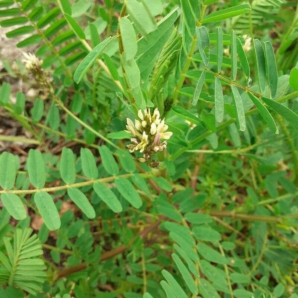 Astragalus boeticus Кветка