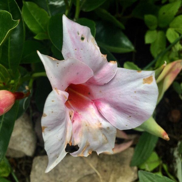 Mandevilla laxa Flower