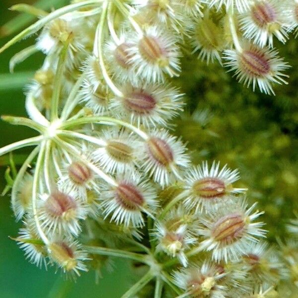 Daucus carota Övriga