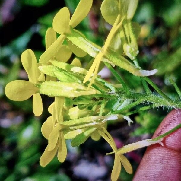 Biscutella cichoriifolia Blomst