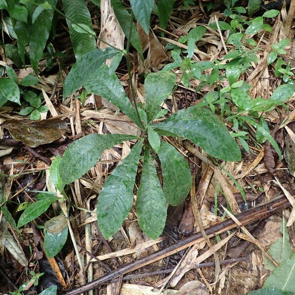 Elephantopus mollis Leaf