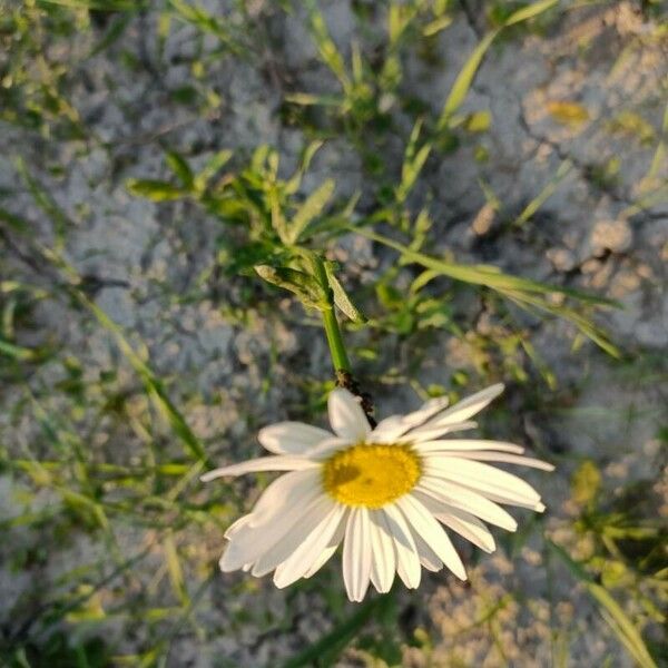 Leucanthemum vulgare Flor