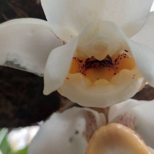 Stanhopea ecornuta Flor