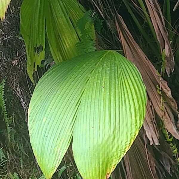 Asplundia insignis Blatt