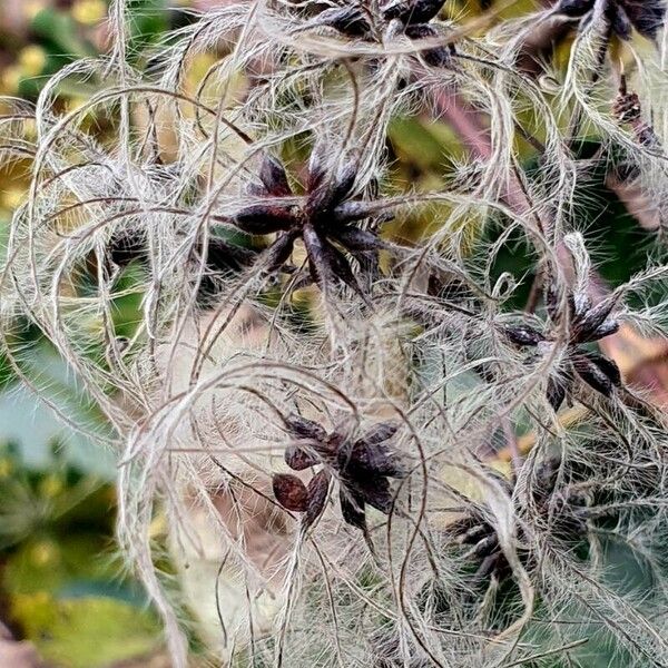 Clematis recta Habit