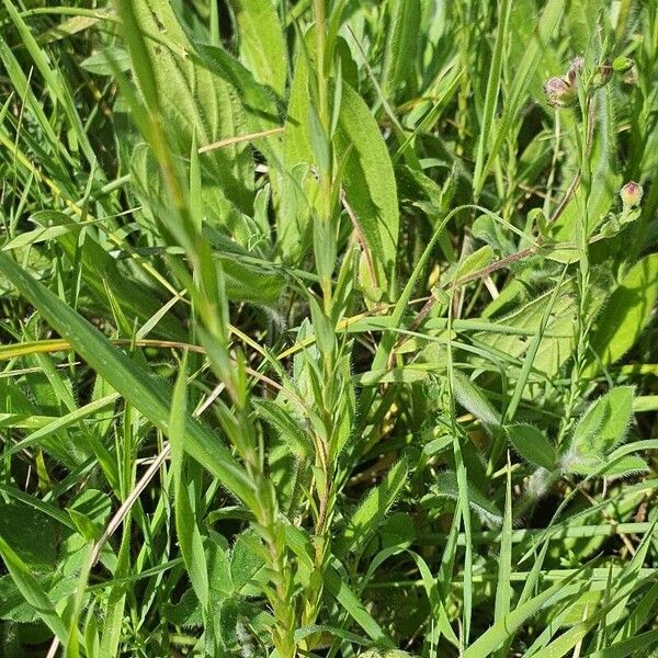 Linum bienne Leaf