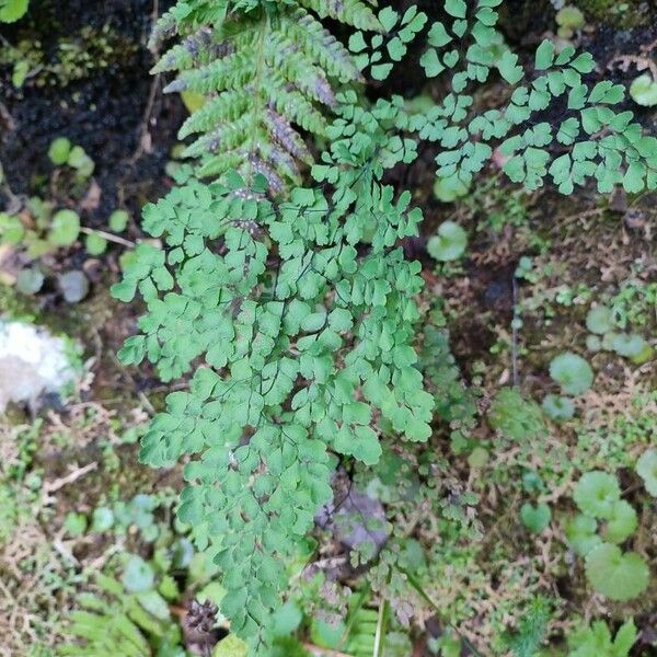 Adiantum raddianum Fulla