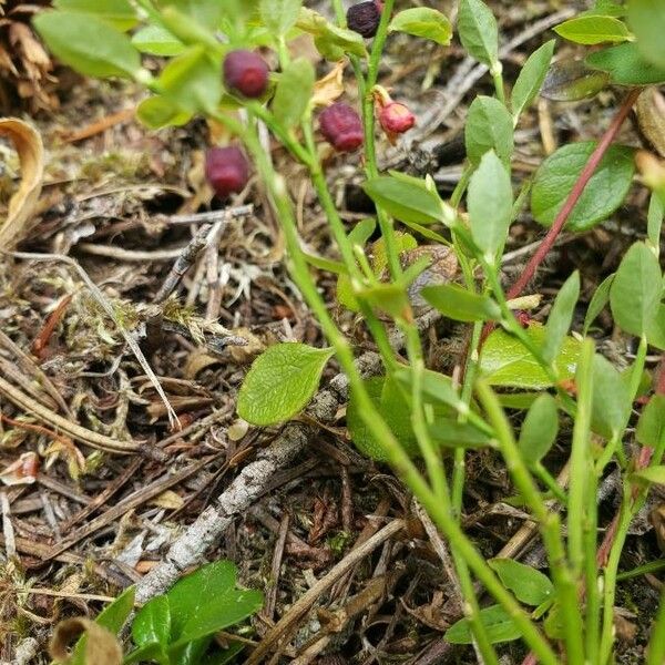 Vaccinium cespitosum Fruit