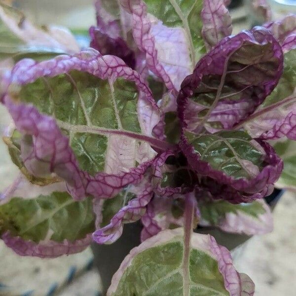 Ajuga reptans Blad