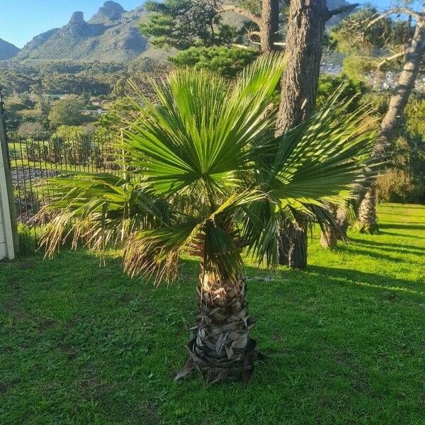 Washingtonia robusta 葉