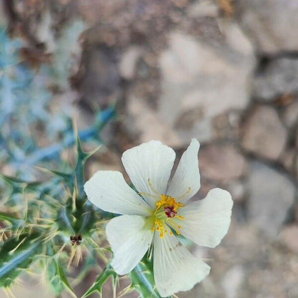 Argemone ochroleuca Virág