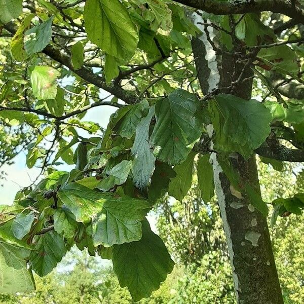 Parrotia persica Feuille