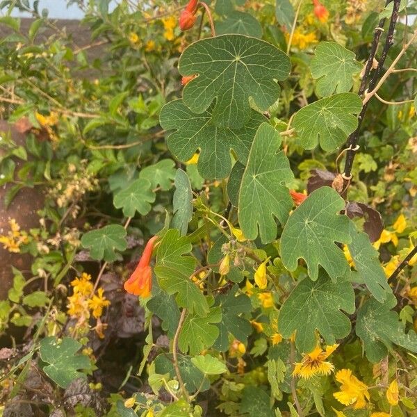 Tropaeolum tuberosum Leaf