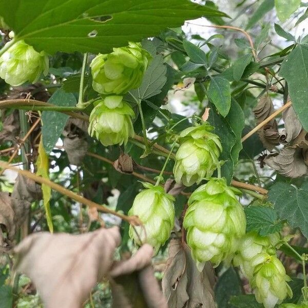 Humulus lupulus Flower