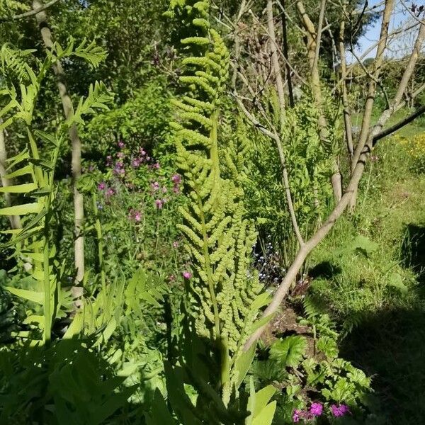 Osmunda regalis Cvet