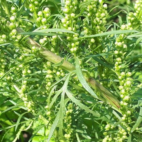 Artemisia biennis Çiçek